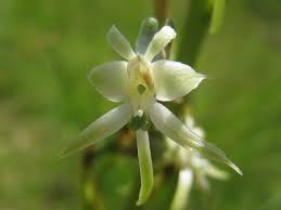 Image result for Habenaria epipactidea