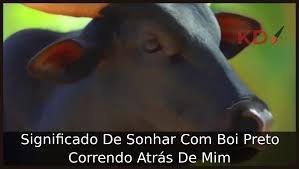 Significado De Sonhar Com Boi Preto Correndo Atrás De Mim