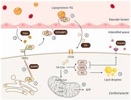 Image result for Lipase