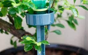 Tree, cost of revenue, water the flowers. Siram Pokok In English Malaukuit