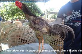 Ayam mangon merupakan salah satu ayam yang dapat mengalahkan ayam bangkok tidak semuanya tapi, hanya ayam mangon yang memang bagus karena ayam itu tergantung dari gaya tarung induknya, bukan karena trahnya saja. 87 Gambar Ayam Jalak Hd Gambar Pixabay
