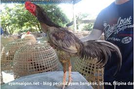 Kalau trah belum tentu nurun dan sebaliknya ayam tarungan. 87 Gambar Ayam Jalak Hd Gambar Pixabay