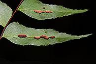 Image result for Pentadesma reyndersii