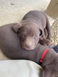 Lab puppies for sale in north alabama. Aggie Labs