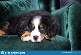 Du kannst deine tagesdecke regelmäßig in der waschmaschine reinigen, um sie von staub und schmutz zu befreien. Welpe Auf Einer Bettuberdecke Der Berner Hundezucht Stockfoto Bild Von Geschenke Feiertag 166285750