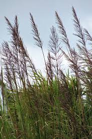 Image result for Chrysopogon