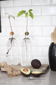 Avocado Pflanzen Schritt Fur Schritt Anleitung Von Kern Zur Avocado Pflanze Avocado Pflanze Pflanzen Avocado Zuchten