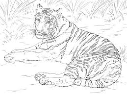 Search through 52518 colorings, dot to dots, tutorials and silhouettes. Realistic Siberian Tiger Coloring Page Free Printable Coloring Pages For Kids