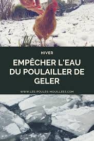Comment Empecher L Eau Des Poules De Geler En 2021 Poulailler Abreuvoir Poule Jardin Poulet