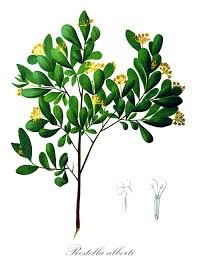 Image result for Synandrodaphne paradoxa