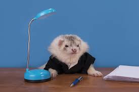 Love to dig, so be. Petco On Twitter Didyouknow A Group Of Ferrets Is Called A Business