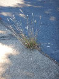 Image result for Elionurus tripsacoides