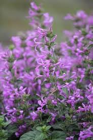 The flowers arrive in late spring into early summer, and cover the plant totally, almost obscuring the foliage.for something so arizona landscaping. Hypoestes Aristata Ribbon Bush Plants A Z The Gardener The Gardener