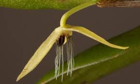 Image result for Bulbophyllum sp. nov