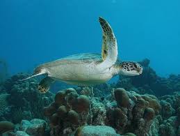 Kemp S Ridley Sea Turtle Endangered Species Turtle Love Ocean Creatures Turtle