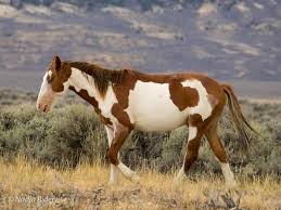 Mustang Arroyo Beautiful Horses Animals Mustang Horse