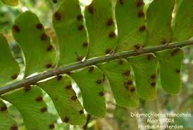 Image result for Didymochlaena