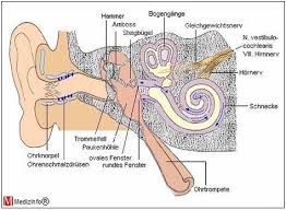 Ubersicht Uber Das Aussere Ohr Mittelohr Und Innenohr Innenohr Anatomie Lernen Anatomie