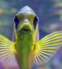 Check spelling or type a new query. Blue Collar Pets 4 Tank Cleaning Fish That Do Your Work For You Pets In Omaha