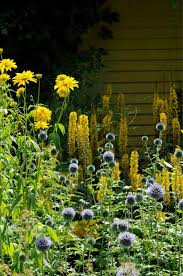 Kultapallo Rudbeckia Laciniata Goldball Sinipiikkiputki Eryngium Planum Ja Nauhus Ligularia Http Www Viherp Mehrjahrige Pflanzen Garten Sommerblumen