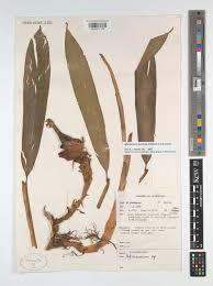 Image result for Aframomum corrorima