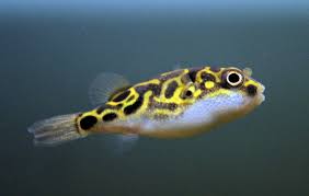 figure 8 puffer fish fish breed profile