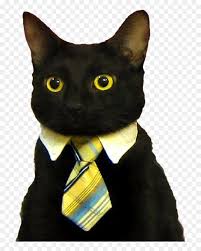 Meme cat png collections download alot of images for meme cat download free with high quality meme cat free png stock. Good Morning Funny Cat Png Download Business Cat Meme Blank Transparent Png Vhv