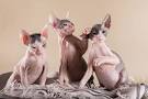 Available Siamese Kittens For Sale & Cats For Adoption