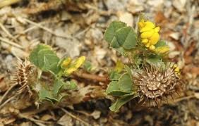 Image result for Medicago polymorpha