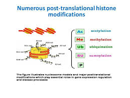 The ptms made to histones can impact gene expression by altering chromatin structure or recruiting histone. Molecules And Mechanisms Of Epigenetics Adult Stem Cells Know Their Fate For Example Myoblasts Can Form Muscle Cells Only Hematopoetic Cells Only Ppt Download