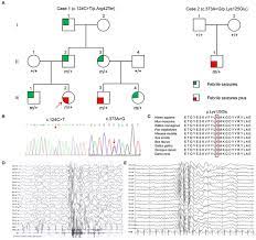 Frontiers Ywhag Mutations Cause Childhood Myoclonic Epilepsy And Febrile Seizures Molecular Sub Regional Effect And Mechanism Genetics