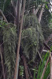 Image result for Raphia rostrata