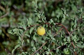 Image result for Ximenia americana