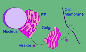 What is the function of golgi body. Golgi Apparatus Function Definition Structure Analogy