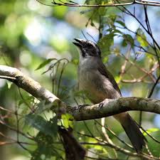 Trinca Ferro Casa Dos Passaros Animais Brasileiros Passaros Animais E Passaros