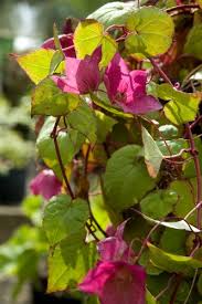 Image result for Rhodochiton atrosanguineum