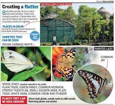 In some places, it has become a weed, but in a well tended garden, buddleja is beautiful when it blooms, producing lavender colored bunches of fragrant. Season S Greetings How Delayed Spring Has Made Delhi A Hotspot For Butterfly Lovers Delhi News Times Of India