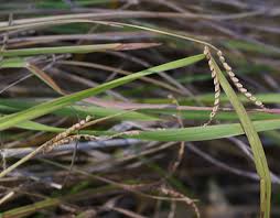Image result for Paspalum scrobiculatum