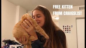 Search through thousands of adverts for kittens & cats for sale in the uk, from pets4homes, the uks most popular free pet classifieds. I Got A Kitten For Free On Craigslist Youtube