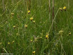 Image result for Xyris schliebenii