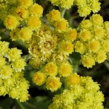 Image result for Helichrysum arenicola