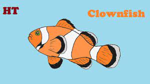 How to draw a clownfish. How To Draw A Clownfish Step By Step