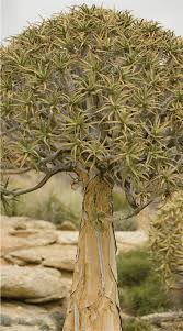 Image result for Hypertelis salsoloides