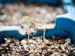 Perlite is a natural substance that helps to modify soil by making it lighter and improve its drainage. How To Use Perlite To Improve Soil And Boost Plant Growth Garden Betty