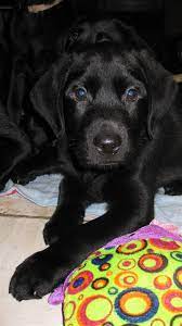 Leder du efter labrador retriever hvalpe til salg. Laekker Labrador Formel 1 Hvalp Saelges