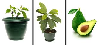 Fruits generally take longer to mature than vegetables, but some are faster than others. 8 Fruit Trees You Can Grow From The Seeds And Pits Of Your Own Fruit