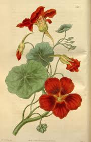 Pin On Nasturtium