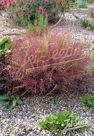 Image result for Eragrostis dinteri