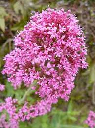 Centranthus Ruber Valeriane Des Jardins Arrosoirs Et Secateurs Avec Images Fleurs Balcon Plante Arrosoir