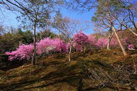 望京の丘のしだれ桜と華やぐ百花苑 春の天龍寺 しだれ桜 美しい花 宝殿